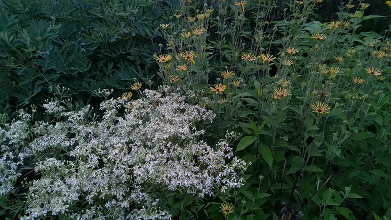 Doellingeria umbellata (Aster umbellatus) 'Weisser Schirm'  Sarik-sirmaster